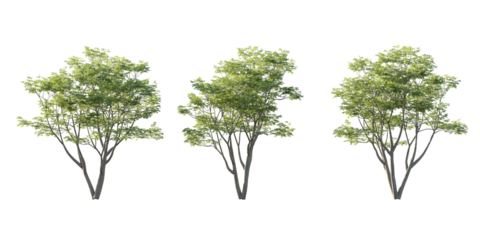isolated cutout tall and big tree acer palmatum  in 3 different model option, best use for landscape design