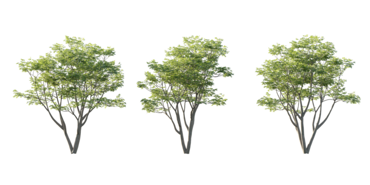 isolated cutout tall and big tree acer palmatum  in 3 different model option, best use for landscape design
