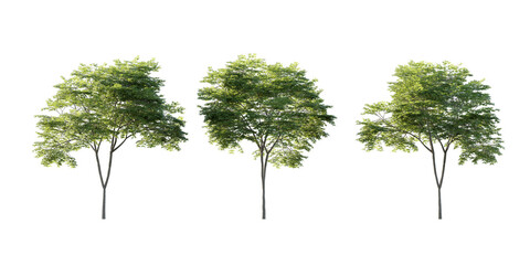 isolated cutout tall and big tree acer palmatum  in 3 different model option, best use for...