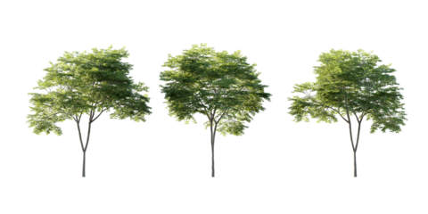 isolated cutout tall and big tree acer palmatum  in 3 different model option, best use for landscape design
