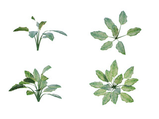 isolated cutout foreground plant name aglonema in 2 different model option,front view and top view, best use for landscape design.