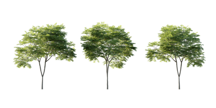 isolated cutout tall and big tree acer palmatum  in 3 different model option, best use for landscape design