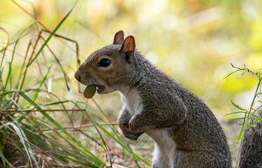 Naklejka na ściany i meble Closeup of an eastern gray squirrel (Sciurus carolinensis) in a forest in New Brighton, Minnesota