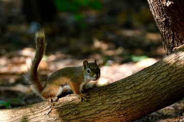 Closeup of a red squirrel (amiasciurus hudsonicus) on a broken branch of a tree in a forest