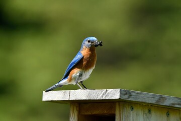 Closeup of an eastern bluebird (Sialia sialis) on a wooden feeder against blurred background