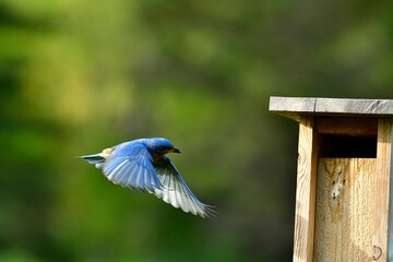 Closeup of an eastern bluebird (Sialia sialis) flying to a wooden feeder against blurred background