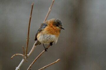 Closeup of an eastern bluebird (Sialia sialis) on a branch of a tree against blurred background