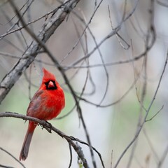 Closeup of a red cardinal (Cardinalis cardinalis) on a branch of a tree in a forest in New Brighton