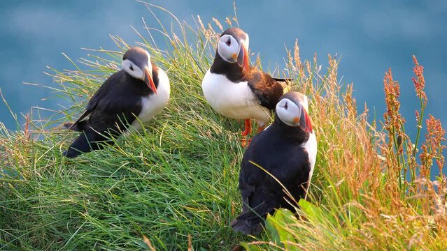 Atlantic Puffins enjoy a beautiful spring sunset on the Langanes Peninsula in North Iceland sitting on green grass