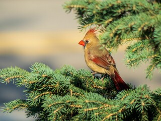 Beautiful view of northern cardinal perched on tree branch