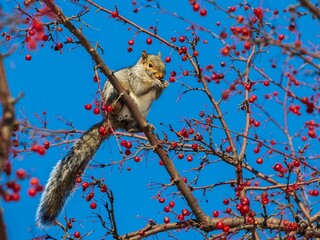 Beautiful shot of a cute squirrel with long tail , sitting on a branch and eating berries - Powered by Adobe