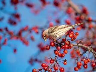 Selective shot of House Finch (Haemorhous mexicanus) perched on a tree branch and eating berrries