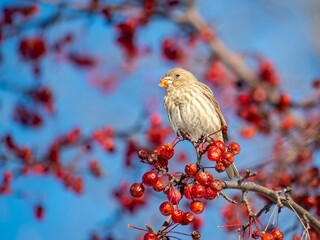 Shallow focus of House Finches perched on a red berry tree branch