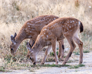 Closeup of two beautiful deers eating dry grass in a field