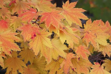 Naklejka na ściany i meble Close up of autumn tree leaves