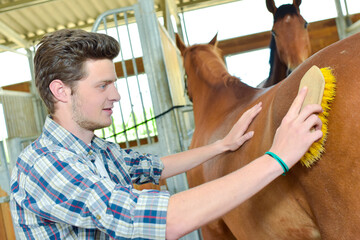 Man brushing rear of horse