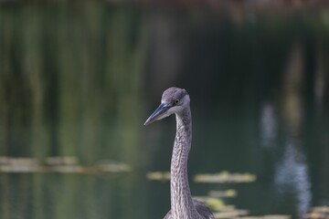 Portrait of great blue heron resting outdoors