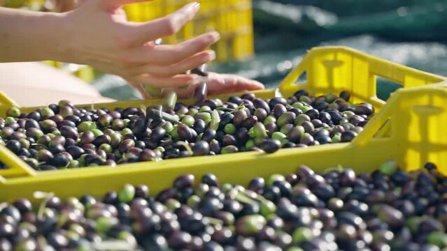 Freshly picked green and black olives in hands of professional farmer, person mixing ripe olives in yellow plastic containers prepared for further processing and high quality olive oil production