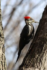 Vertical close-up of Crested bile (Dryocopus pileatus) perched on a tree in a park