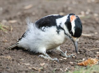 Closeup shot of a hairy woodpecker looking for food in the dirt