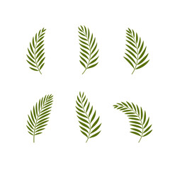 Set of palm leaves. Vector illustration.	