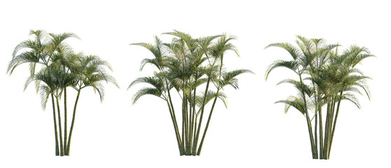 isolated cutout tropical medium green palm  name Chrysalidocarpus Lutescensin 3 different model option, best use for landscape design.