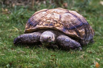 Closeup of a tortoise eating grass on the ground