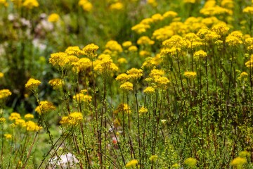 Fototapeta premium Closeup of yellow herbal wildflowers in a field