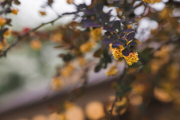 A shrub of the Barberry family Barberry. (Latin Bérberis vulgáris). Flowering of barberry in spring. Yellow flowers close-up.