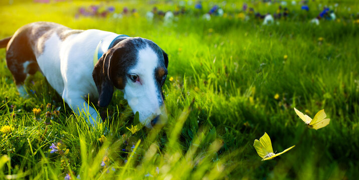 funny dachshund dog hunts for butterflies flying on a summer sunny lawn. Fun walk with your pet