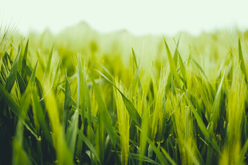 Close up of fresh young ears of young green wheat in spring summer field in sunny day. Free space for text. Agriculture scene