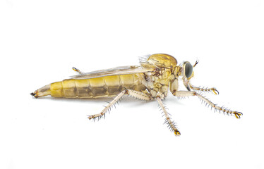 large robber fly or robberfly fresh from pupa eclosion teneral stage of metamorphosis, still with pale colors.  likely Proctacanthus species.  isolated on white background side view