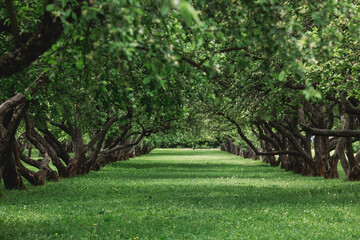 Spring apple orchard and benches in Kolomenskoye Park. Beautiful natural green background.
