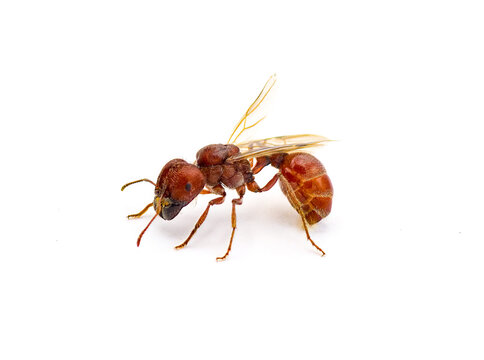 Flying ant isolated on white background.  Pogonomyrmex badius, the Florida harvester ant. body arched side profile view with wings