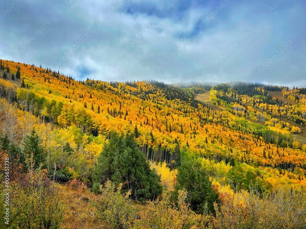 Poster Lush landscape covered in yellow foliage during overcast weather in Aspen, Colorado