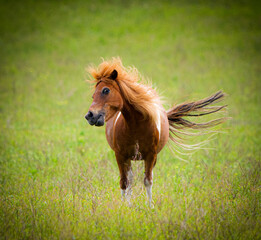 Obraz na płótnie Canvas Mini or miniature horse smiling or flirting with fluffy hair mane and tail waving. Adorable, funny, cute facial expression in fresh green meadow, field or pasture green background in summer light