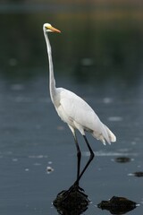 Vertical selective focus of a Australasian egret standing on a stone surrounded with water