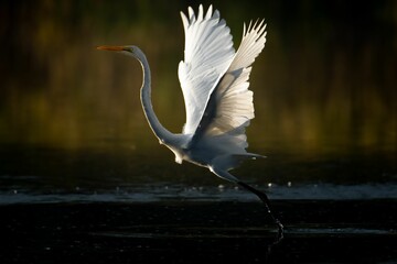 Selective focus of a Australasian egret that is about to take off