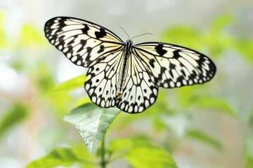 Selective focus of a large tree nymph at a butterfly garden of Bohol