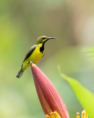 Obraz premium Vertical selective focus of a olive-backed sunbird on top of a banana plant in Philippines