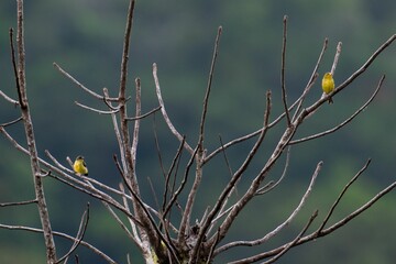 Selective focus of a yellowish white-eye and a flowerpecker sitting on leafless tree in Philippines
