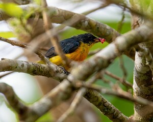 Bird eating fruit on branch in nature, Yellow-bellied Flowerpecker
