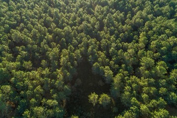 Naklejka na ściany i meble overhead aerial drone view of a pine forest at dusk