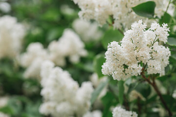 Fluffy, blooming lilac. Beautiful floral background. Large clusters of lilacs.