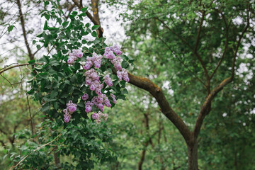 Fluffy, blooming lilac. Beautiful floral background. Large clusters of lilacs.