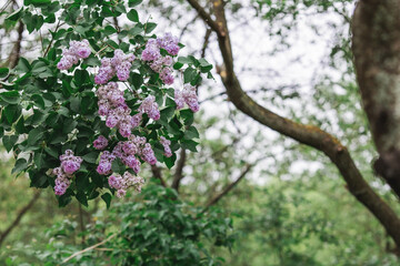 Fluffy, blooming lilac. Beautiful floral background. Large clusters of lilacs.