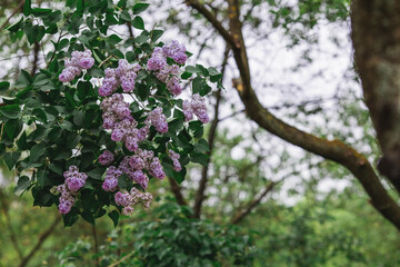 Fluffy, blooming lilac. Beautiful floral background. Large clusters of lilacs.