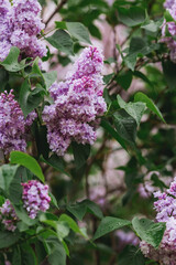 Fototapeta na wymiar Fluffy, blooming lilac. Beautiful floral background. Large clusters of lilacs.