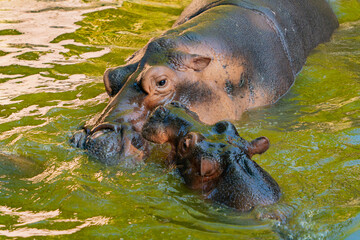 Fototapeta premium Hippos in the water. Zoo. Vinpearl Island near Nha Trang in Vietnam.