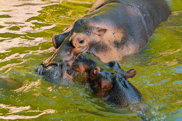 Hippos in the water. Zoo. Vinpearl Island near Nha Trang in Vietnam.